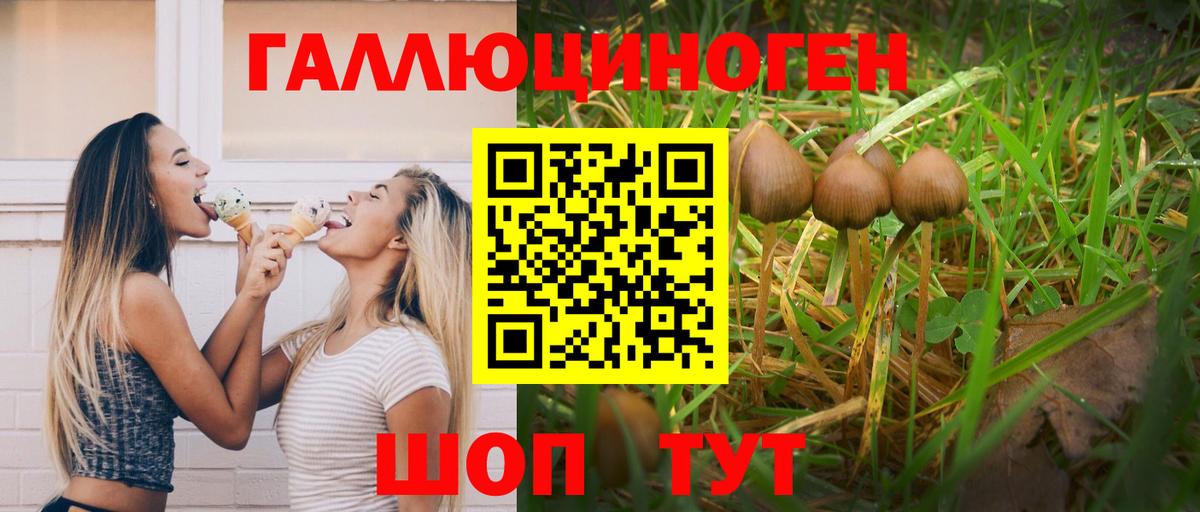 Галлюциногенные грибы Psilocybine cubensis Бугульма